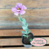 El lisianthus es una planta anual que crece formando una roseta de hojas que se desarrolla sobre un tallo de hasta 50cm de largo.
