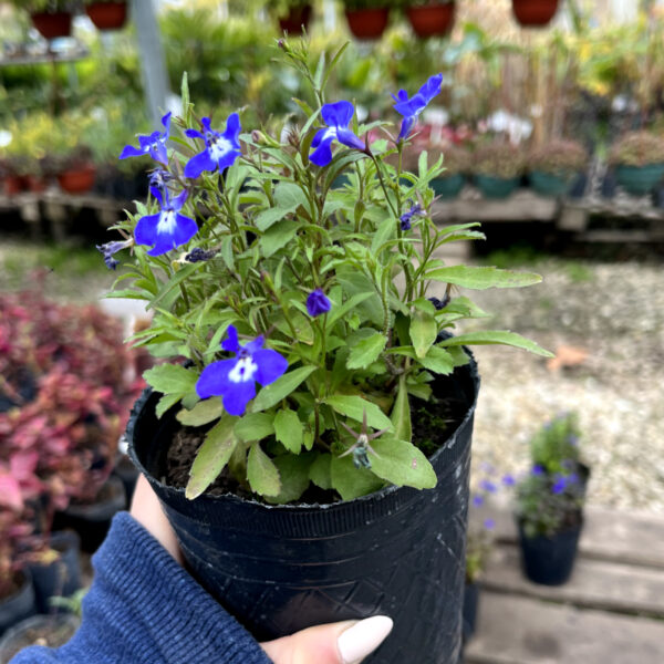 La Lobelia es una planta con floración anual muy bella con mucho colorido que podrá aportar un toque más especial a tu jardín.