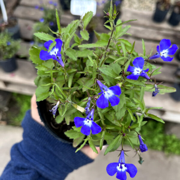 La Lobelia es una planta con floración anual muy bella con mucho colorido que podrá aportar un toque más especial a tu jardín.