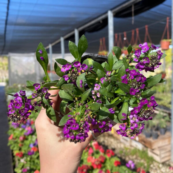 La Lobelia es una planta con floración anual muy bella con mucho colorido que podrá aportar un toque más especial a tu jardín.