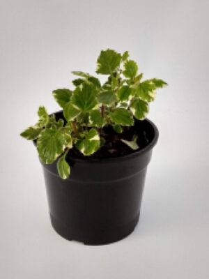 La Malva Incienso se caracteriza por sus hojas muy perfumadas, por lo que se las usa para elaborar perfumes y esencias.