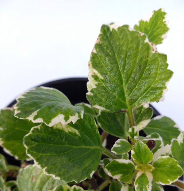 La Malva Incienso se caracteriza por sus hojas muy perfumadas, por lo que se las usa para elaborar perfumes y esencias.