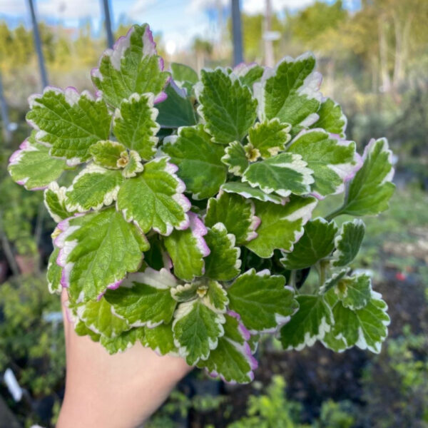 La Malva Incienso se caracteriza por sus hojas muy perfumadas, por lo que se las usa para elaborar perfumes y esencias.