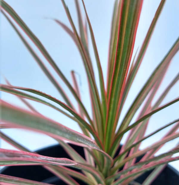 La Marginata Tricolor, con sus hojas increíblemente llamativas con diferentes tonos es ideal para adornar el interior del hogar.