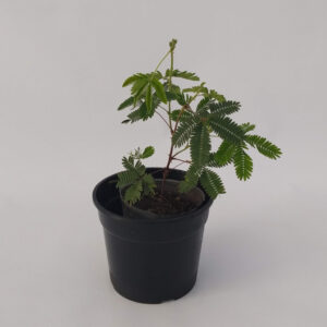 Si por algo es conocida la mimosa sensitiva es por el movimiento de sus hojas al tocarlas, convirtiendola en una planta super interesante.