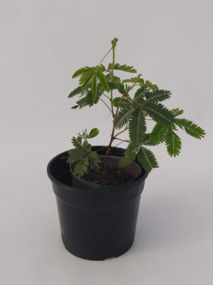 Si por algo es conocida la mimosa sensitiva es por el movimiento de sus hojas al tocarlas, convirtiendola en una planta super interesante.