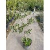 El muérdago variegado o acebo (Ilex aquiflorum variegata) es una especie originaria de la cuenca del Mediterráneo y de Asia.