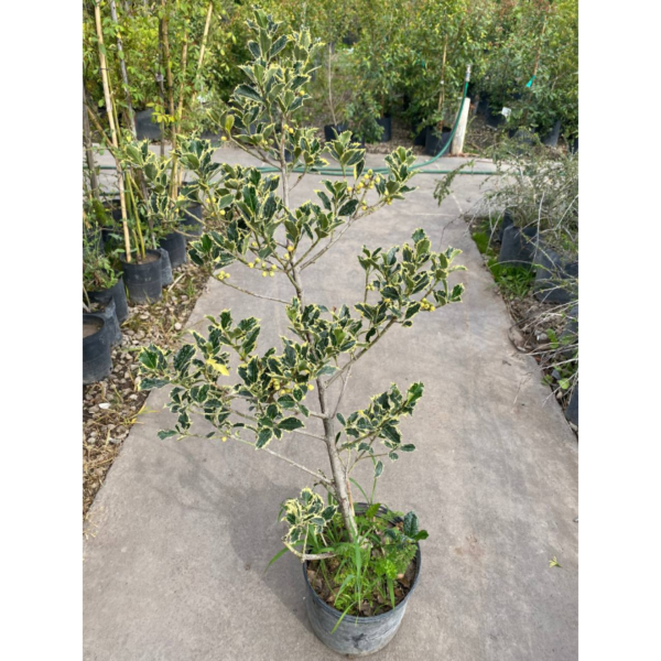 El muérdago variegado o acebo (Ilex aquiflorum variegata) es una especie originaria de la cuenca del Mediterráneo y de Asia.