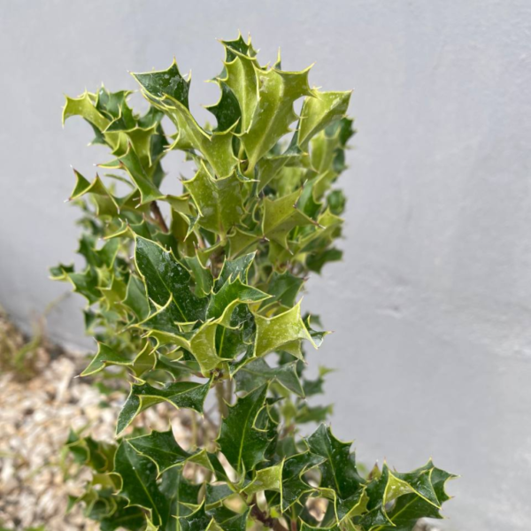 El muérdago o acebo es originaria de la cuenca del Mediterráneo y de Asia. Se caracteriza por la belleza de sus hojas y frutos.