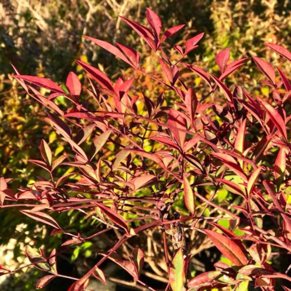 La Nandina es un arbusto perenne con hojas de colores que van del verde al rojo, y se tornan anaranjadas durante el otoño.