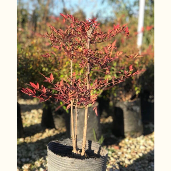 La Nandina es un arbusto perenne con hojas de colores que van del verde al rojo, y se tornan anaranjadas durante el otoño.