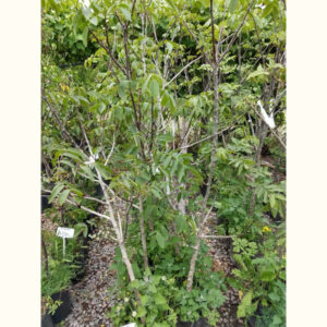 El nogal es un árbol de follaje caducifolio que se cultiva mayoritariamente por el fruto que produce, la nuez.