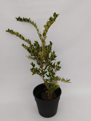 El ligustro textano es una planta de hojas perenne de rápido crecimiento y muy rústicas, ideal para formar cercos vivos