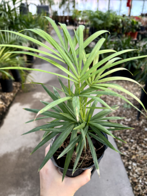 El Palmito es una planta de crecimiento lento, muy atractiva para sembrar en maceta y decorar cualquier rincón de la casa.