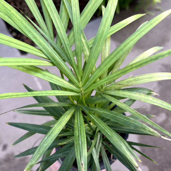 El Palmito es una planta de crecimiento lento, muy atractiva para sembrar en maceta y decorar cualquier rincón de la casa.