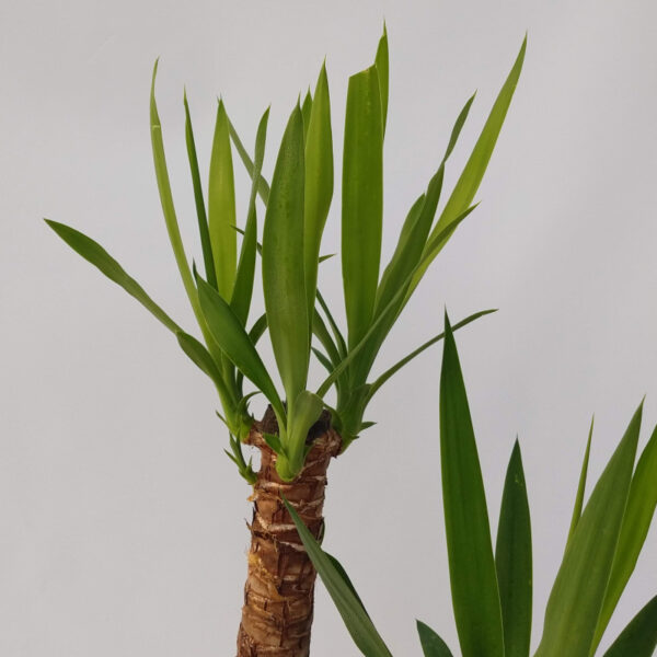 El palo tropical es una de las plantas de interior más valoradas en los hogares. Sus cuidados la vuelven ideal para decorar cualquier espacio.