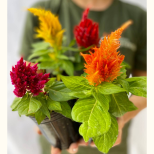 La celosía plumosa (penacho) es una planta herbácea de ciclo anual (germina, crece, florece y fructifica para luego marchitarse en un año).