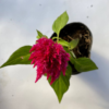 La celosía plumosa (penacho) es una planta herbácea de ciclo anual (germina, crece, florece y fructifica para luego marchitarse en un año).
