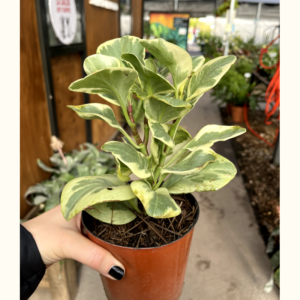 peperomia-variegada