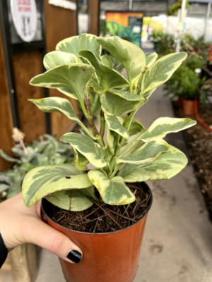 peperomia-variegada