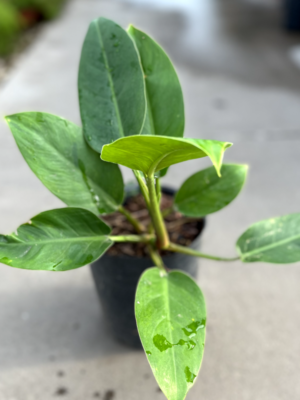 philodendron-imperial-green