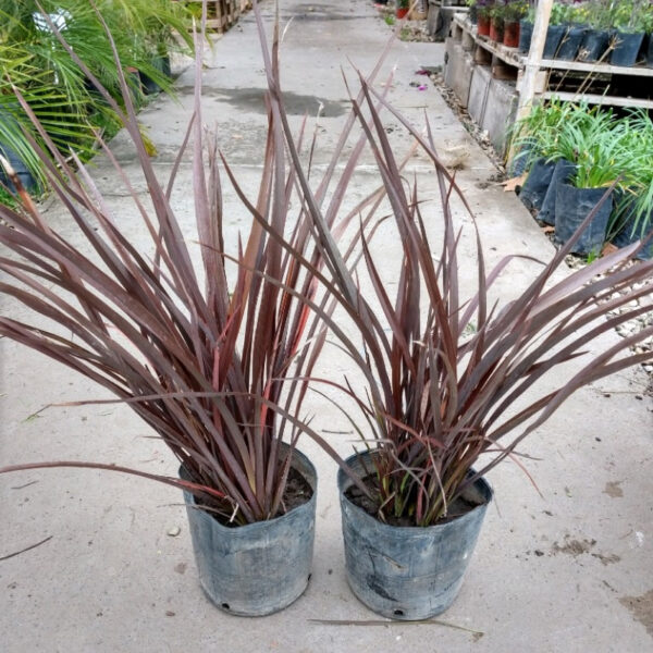 La Phormio rubra nana es una planta ideal para terrazas y balcones. Sus hojas tienen forma de espada, son alargadas, puntiagudas y duras.