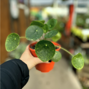 pilea-peperomioides