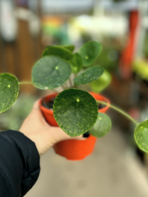 pilea-peperomioides