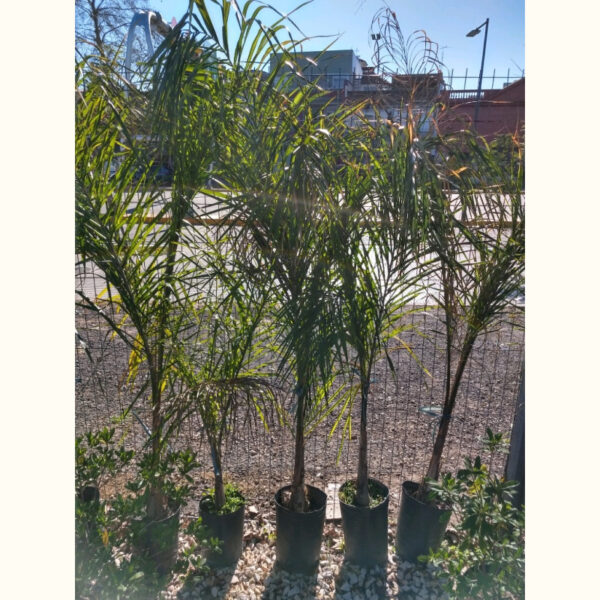 La Palmera Pindó es una palmera originaria de Sudamérica. Por sus características es ideal para un jardín con pleno sol.