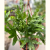 El helecho es una planta verde, frondosa y con aptitudes para ser cultivada como planta colgante en interior o exterior a media sombra.