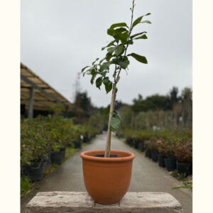 El pomelo es un árbol frutal muy decorativo, ideal para tener en jardines tanto pequeños como amplios, e incluso en macetas.