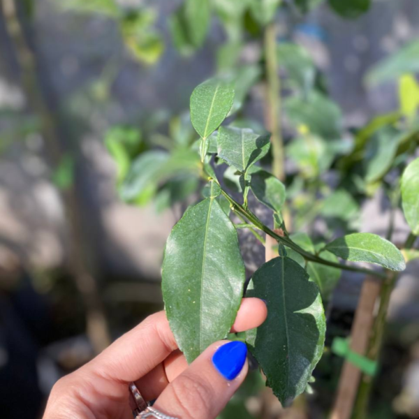 El pomelo es un árbol frutal muy decorativo, ideal para tener en jardines tanto pequeños como amplios, e incluso en macetas.