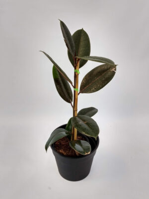 El Gomero (Ficus elastica) es un árbol originario de zonas tropicales. Sus grandes hojas son ideales para decorar interiores.