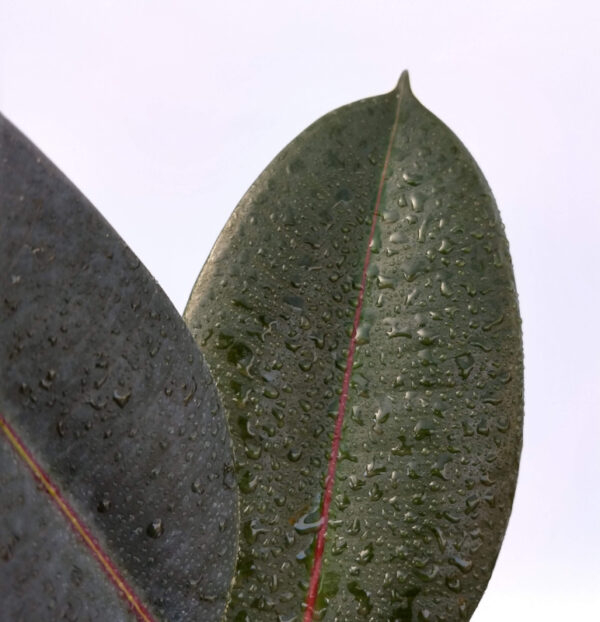 El Gomero (Ficus elastica) es un árbol originario de zonas tropicales. Sus grandes hojas son ideales para decorar interiores.