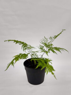 El pteris tremula se caracteriza por tener hojas erectas o ligeramente arqueadas de color verde claro u oscuro y alcanzando los 2 metros.