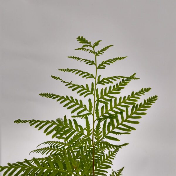 El pteris tremula se caracteriza por tener hojas erectas o ligeramente arqueadas de color verde claro u oscuro y alcanzando los 2 metros.