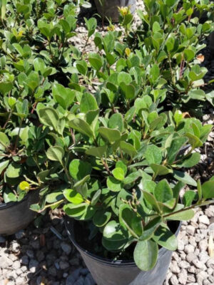 Raphiolepis suele utilizarse como tapizantes altos, para formar arbustos de tamaño medio, o como plantas aisladas en pequeños jardines.