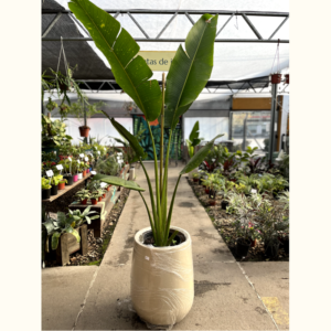 La Ravenala es una hermosa palmera que muy utilizada por la belleza de sus hojas alargadas de color verde brillante, ideal para jardines.