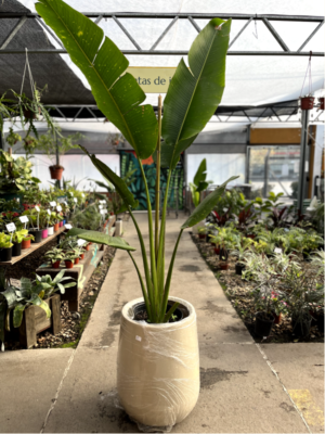 La Ravenala es una hermosa palmera que muy utilizada por la belleza de sus hojas alargadas de color verde brillante, ideal para jardines.