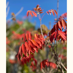 El Rhus typhina es un árbol con hojas de color verde intenso, aunque se vuelven rojizas en otoño, ideal para aportar color a tu jardín.