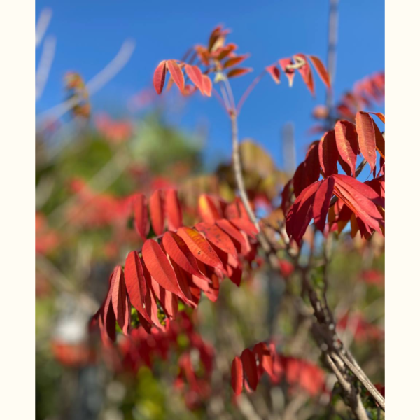 El Rhus typhina es un árbol con hojas de color verde intenso, aunque se vuelven rojizas en otoño, ideal para aportar color a tu jardín.