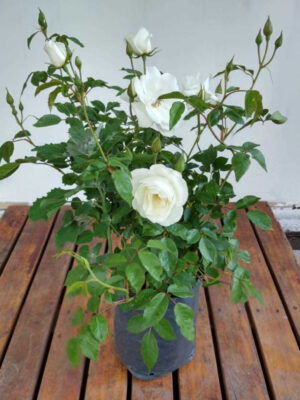 La mejor Rosa Blanca es conocida como Rosa Iceberg, un despliegue de belleza y aroma en una planta muy vistosa y resistente.