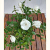 La mejor Rosa Blanca es conocida como Rosa Iceberg, un despliegue de belleza y aroma en una planta muy vistosa y resistente.