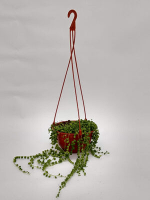 El rosario (Senecio rowleyanus) es una planta suculenta colgante caracterizada por sus hojas esféricas, es ideal para decorar interiores.