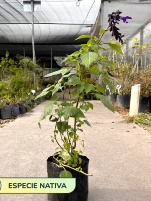 La salvia guaranítica se usa para formar borduras y grupos arbustivos siendo muy indicada para zonas del jardín de bajo mantenimiento.