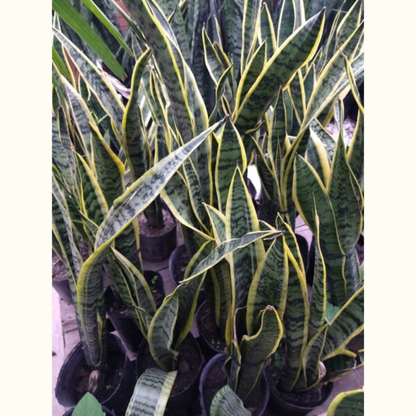 La Sansevieria con sus hojas tan particulares aporta un aspecto escultural ideal para la decoración de interiores modernos.