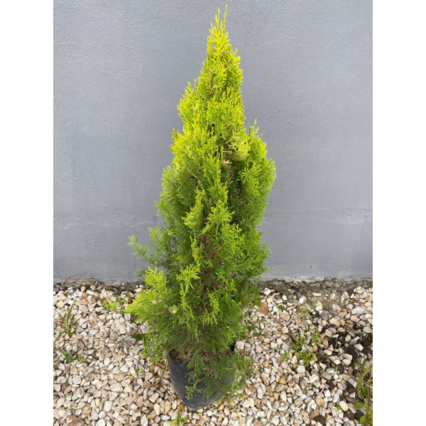 Thuja Dolly Es un árbol de hoja perenne y forma piramidal. Sus frutos son pequeñas piñas con escamas ganchudas o aplanadas.