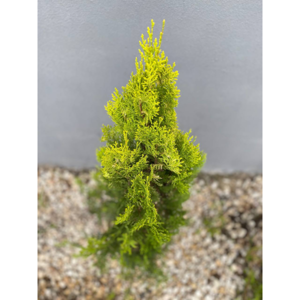 Thuja Dolly Es un árbol de hoja perenne y forma piramidal. Sus frutos son pequeñas piñas con escamas ganchudas o aplanadas.