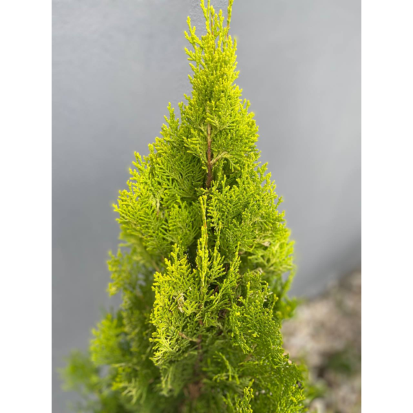 Thuja Dolly Es un árbol de hoja perenne y forma piramidal. Sus frutos son pequeñas piñas con escamas ganchudas o aplanadas.