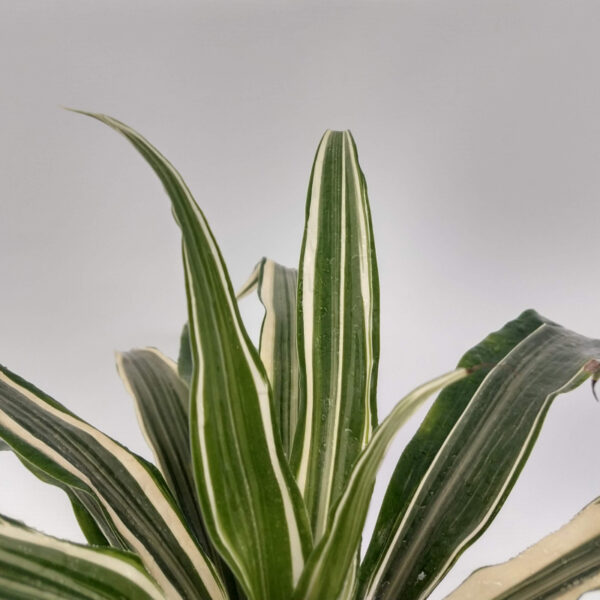 La Drassena Warnecky es una planta especial para la decoración de casas y oficinas, por sus bordes blancos.